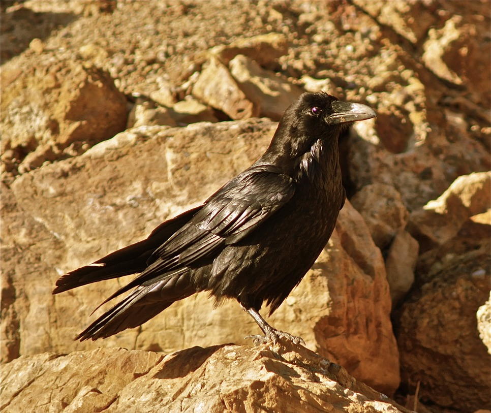 crow