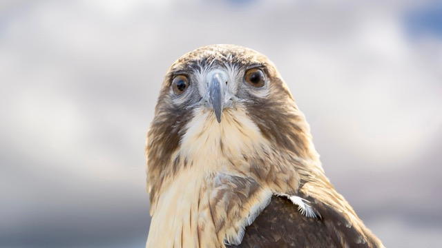 hawk