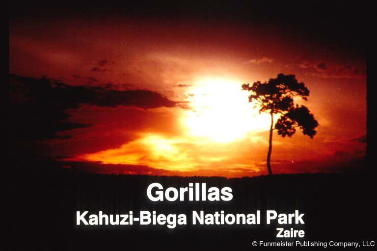 Gorillas