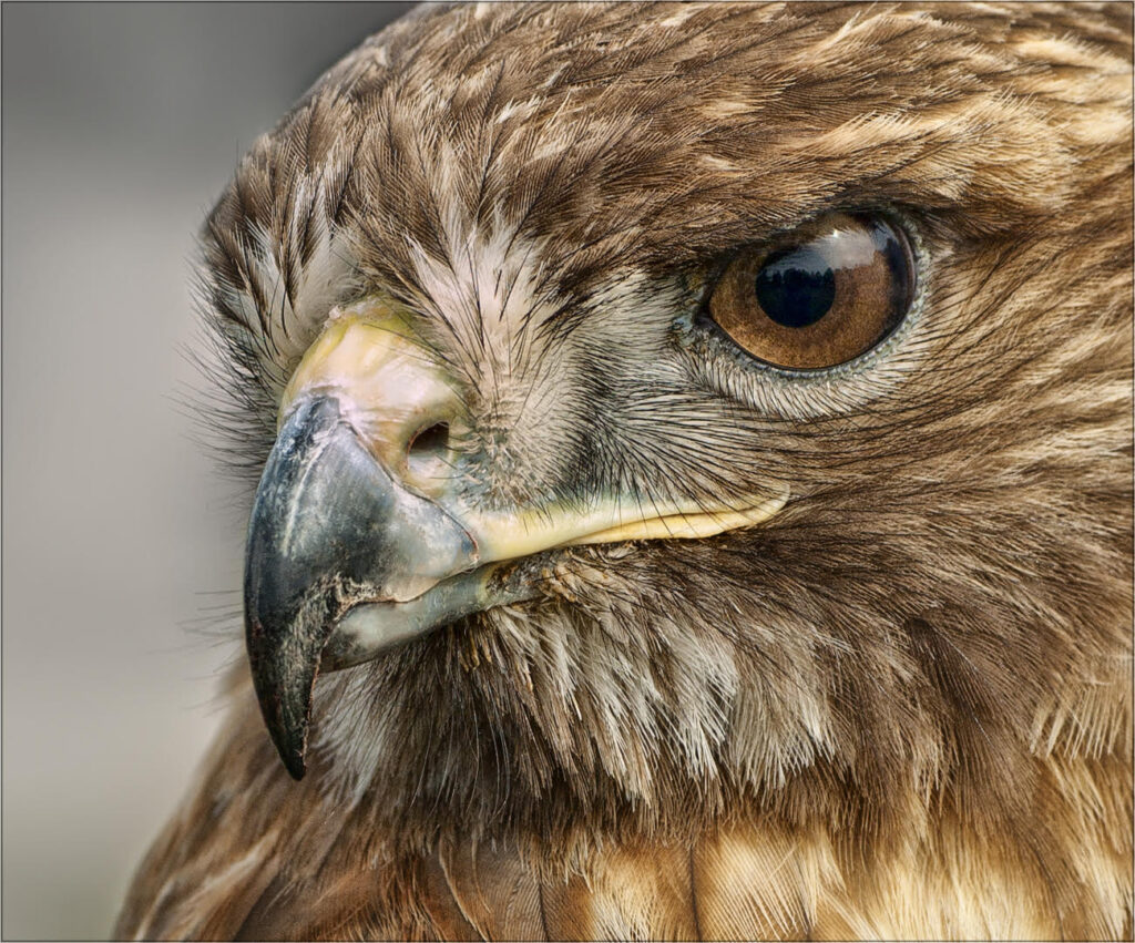 The Hawk